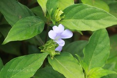 Barleria strigosa
